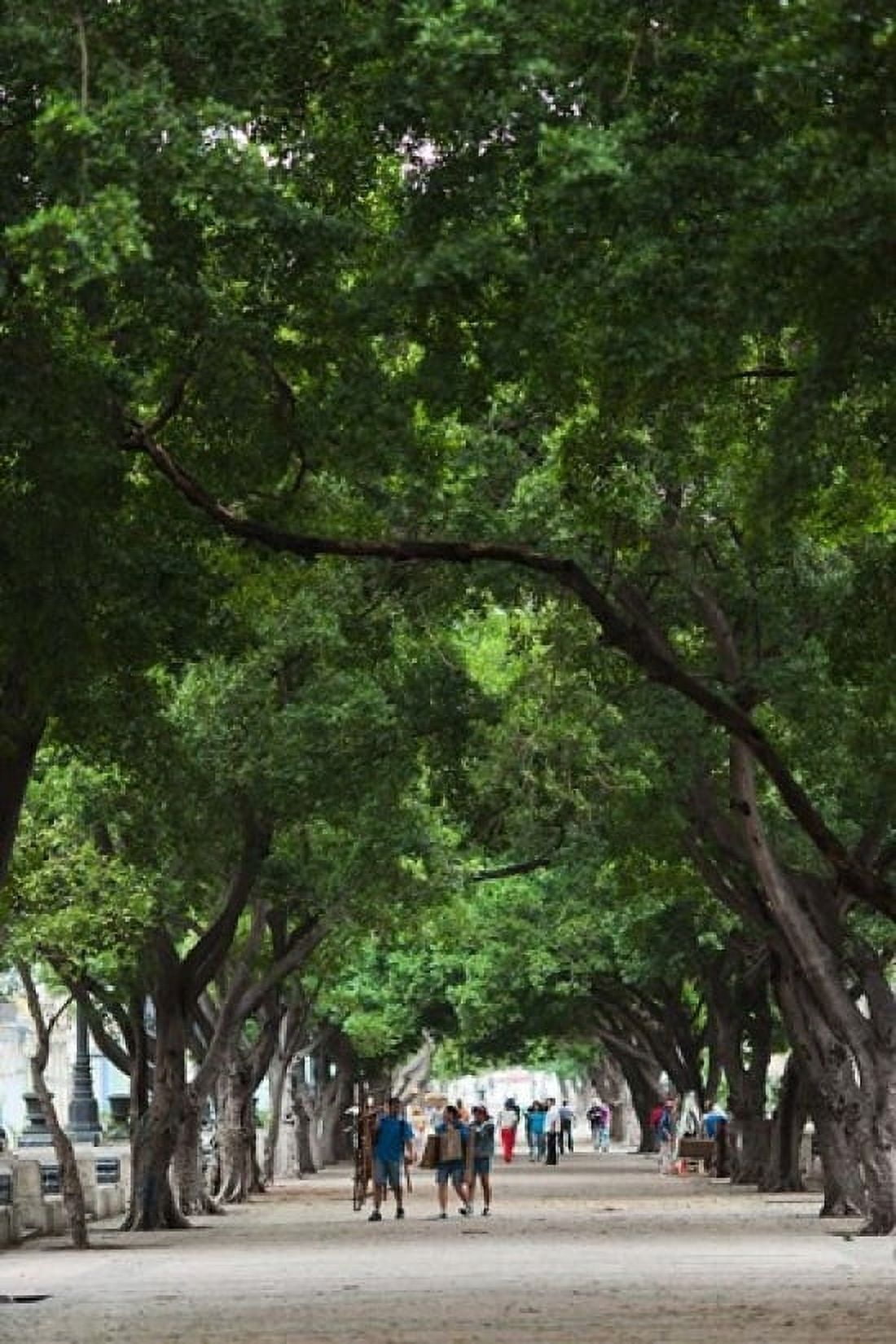 Cuba Havana Havana Vieja Paseo de Marti walkway Canvas Art - Walter Bibikow DanitaDelimont (24 x 36)