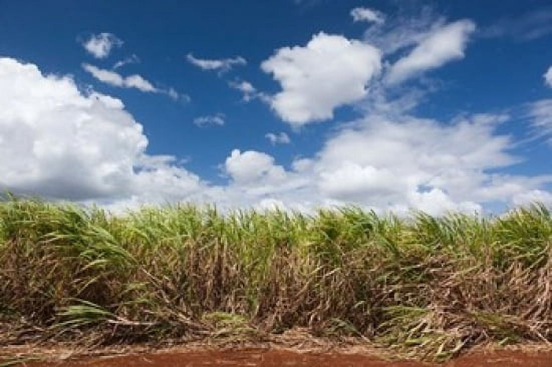 Cuba Jaguey Grande sugar cane agriculture Canvas Art - Walter Bibikow DanitaDelimont (36 x 24)