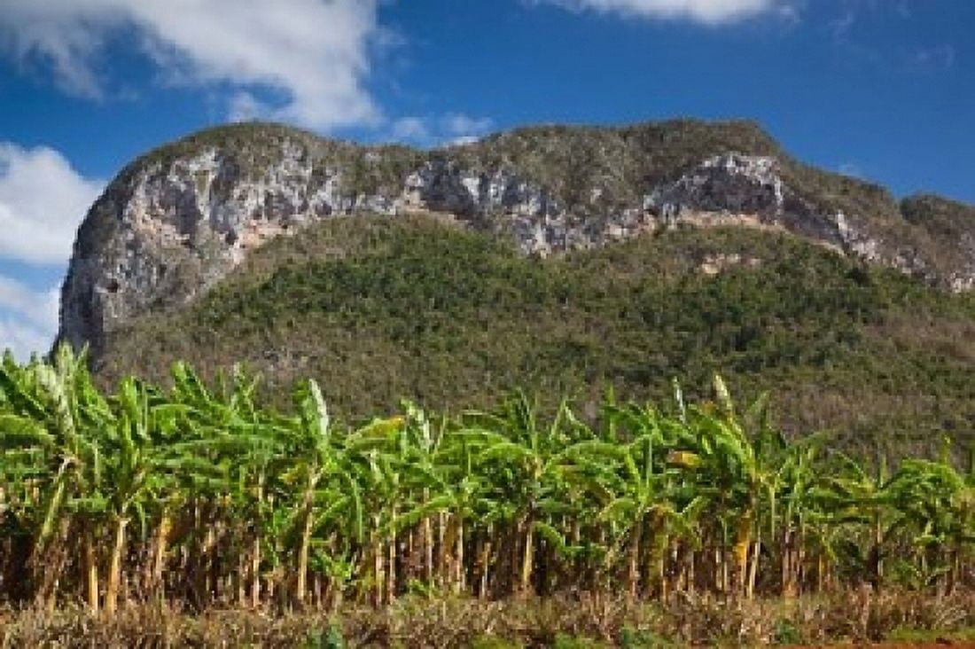 Cuba Pinar del Rio Province Palm plantation Canvas Art - Walter Bibikow DanitaDelimont (36 x 24)