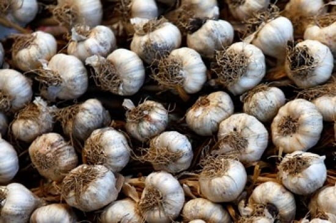 Cuba Santa Clara Garlic Cloves for sale in a local street market Canvas Art - Kymri Wilt DanitaDelimont (17 x 11)