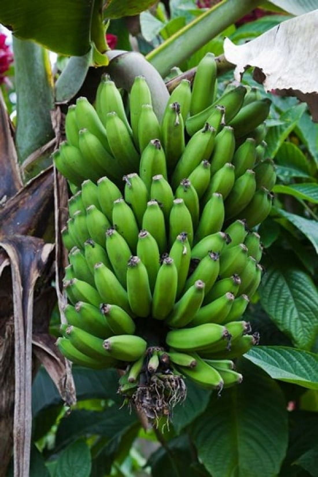 Cuba Topes de Collantes banana fruit tree Canvas Art - Walter Bibikow  DanitaDelimont (24 x 36)