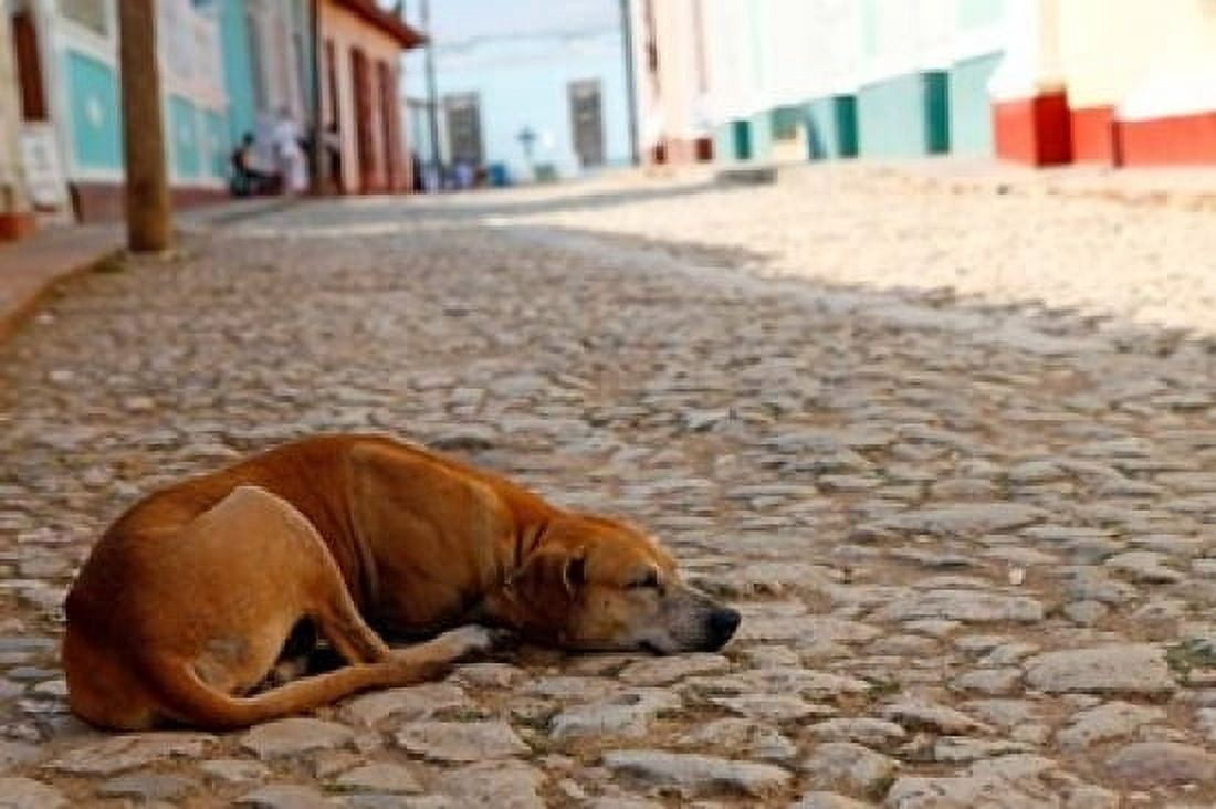Cuba Trinidad Dog sleeping in the street Canvas Art - Kymri Wilt DanitaDelimont (17 x 11)
