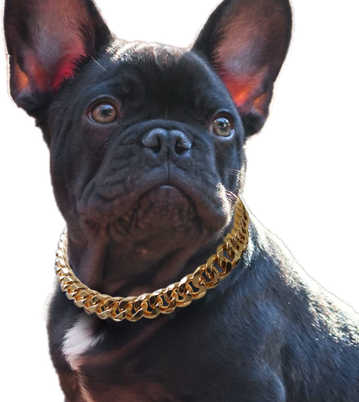 Frenchie accessories online