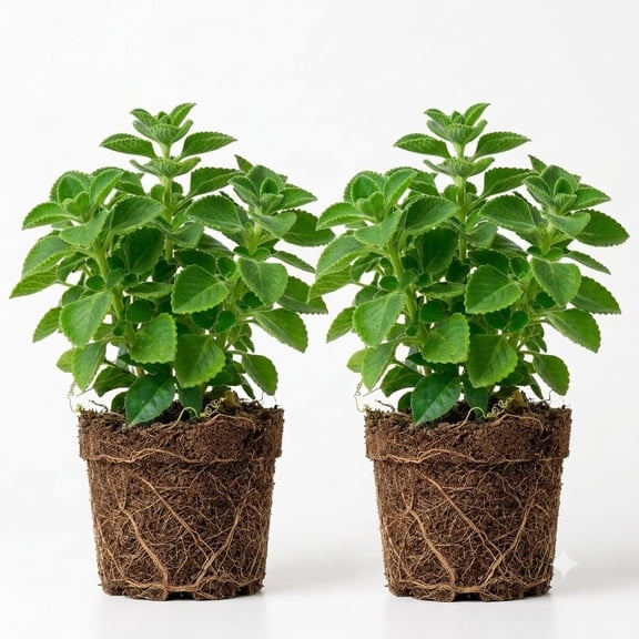 Cuban Oregano Live Plants, Pack of 2 - Aromatic Culinary Herb (Plectranthus amboinicus), Mexican Mint / Spanish Thyme, Full Sun, USDA Zones 10-11, Indoor & Outdoor