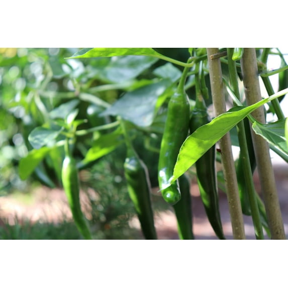 Cubanelle Pepper Seeds/ Perennial/ Full Sun/1000 Seeds 1/4 oz/ Zellajake Farm and Garden - B315