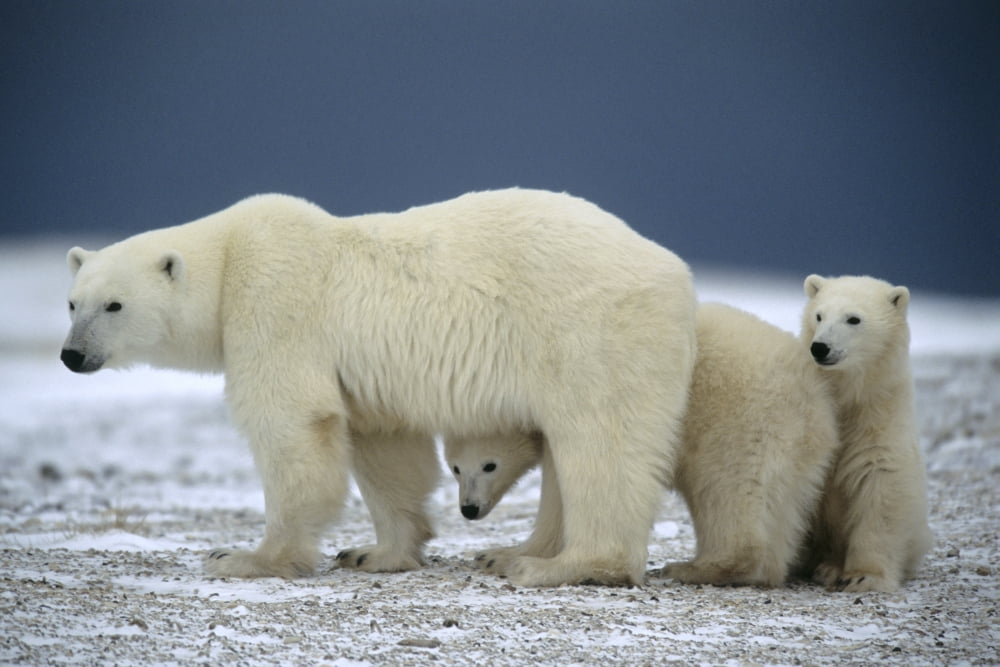 Cubs And Mother Polar Bear (Ursus Maritimus) Near Churchill Manitoba Canvas Art - Rebecca Grambo Design Pics (17 x 11)