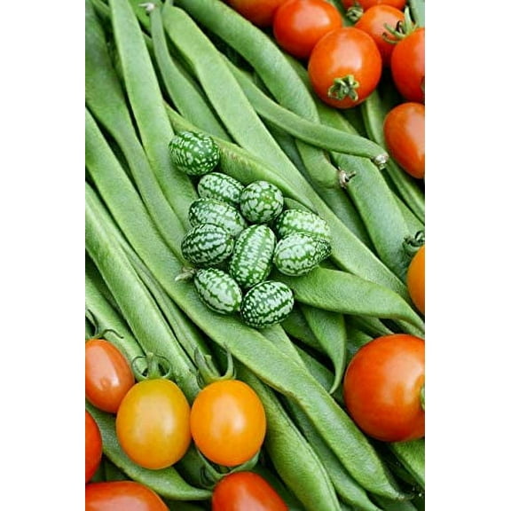 Cucamelon/Mexican Sour Gherkin (Melothria scobra) Seeds - 20 Seeds - Made in USA, Ships from Iowa. Exotic Fruit Seeds