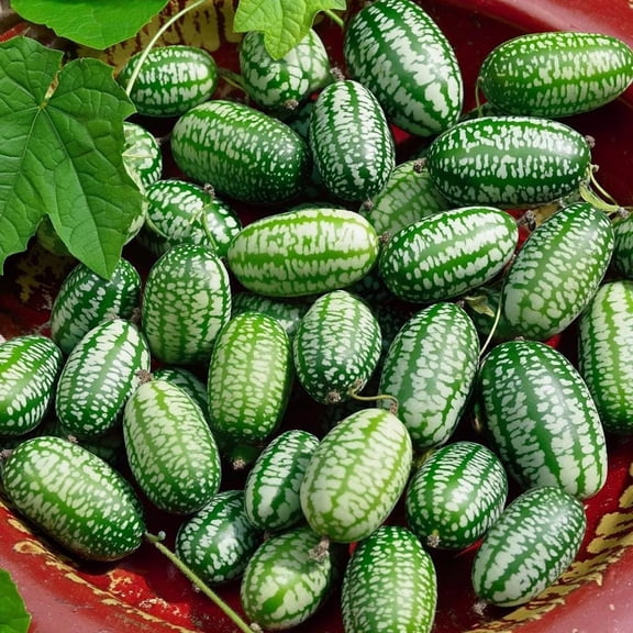 Cucamelon Mouse Melon 10 Seeds | Unique Mini Cucumber-Like Fruits for Gardens & Containers
