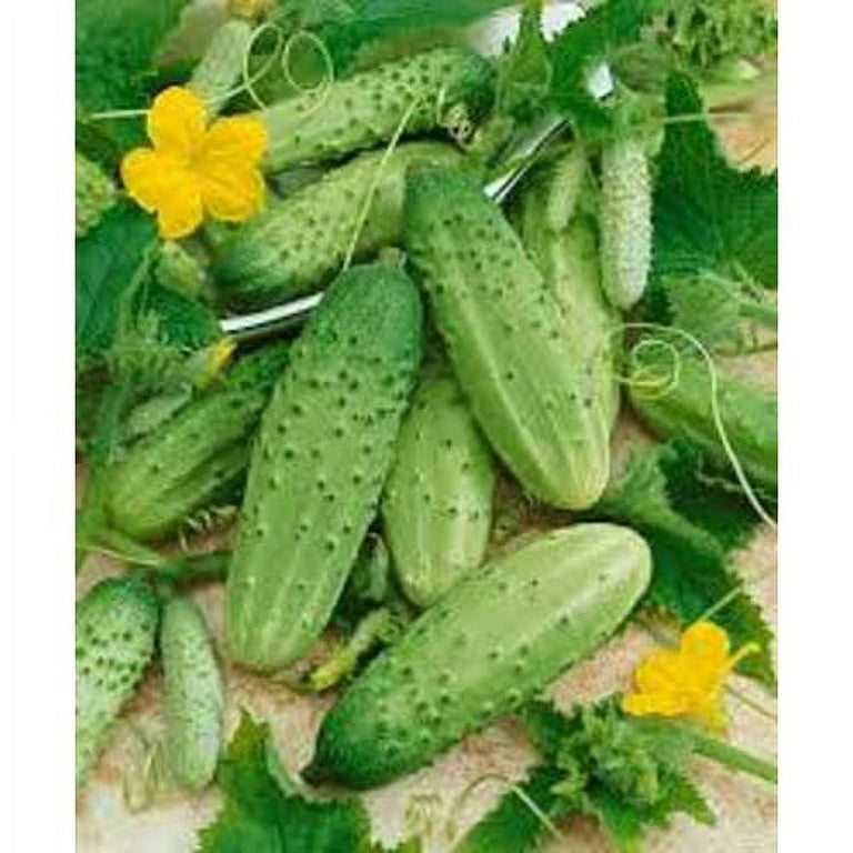 Cucumber 'Little Leaf' Plants For Sale – Streambank Gardens