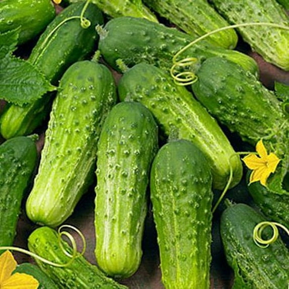Cucumber Boston Pickling Great Heirloom Vegetable By Seed Kingdom BULK 1 Lb Seeds
