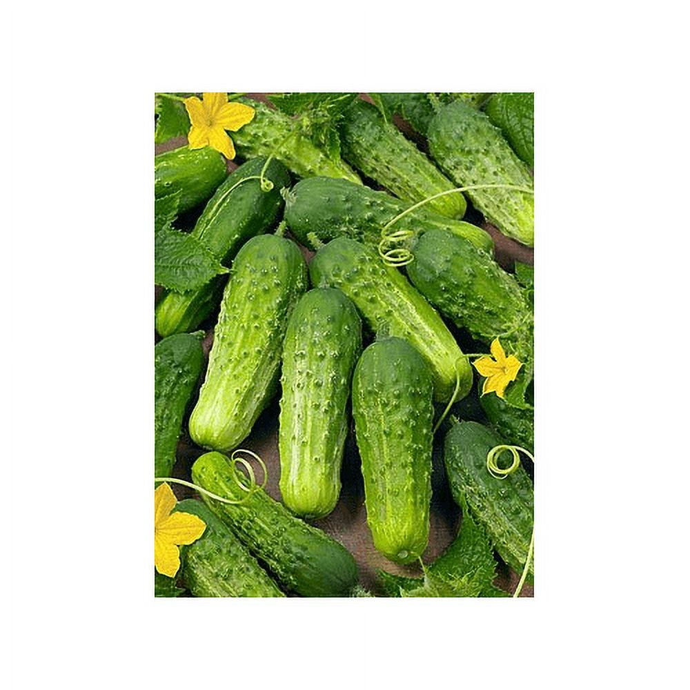 Cucumber Boston Pickling Great Heirloom Vegetable by Seed Kingdom Bulk ...