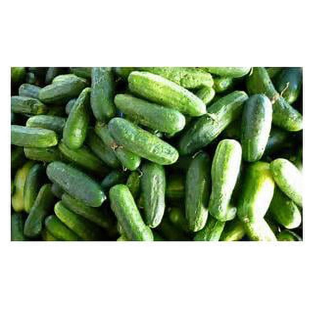 Pynes Farms Homemade Pickle Cucumber Seeds – 50+ Open Pollinated, Heirloom Non-GMO – Grow Your Own Crisp Pickles