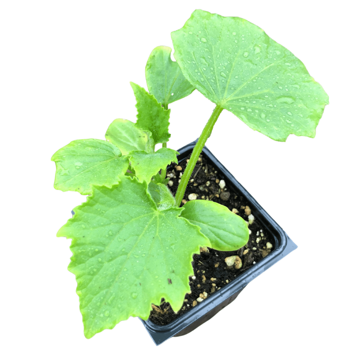 Cucumber, Marketmore 76 (Cucumis sativus) Organic Plant in 2.5-Inch Pot ...