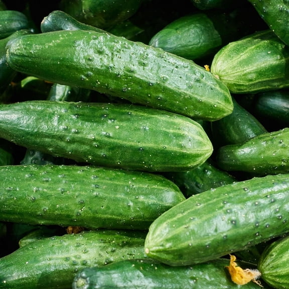Patio Snacker Cucumber Plants, 2 Live Plants in 4 in Pots, Non-GMO, Bush Type