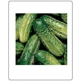 thumbnail image 1 of Cucumber Pickling Smr 58 Great Heirloom Vegetable 150 Seeds, 1 of 1