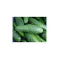 thumbnail image 1 of Cucumber Poinsett 76 Great Heirloom Vegetable by Seed Kingdom Bulk 5 Lb Seeds, 1 of 1