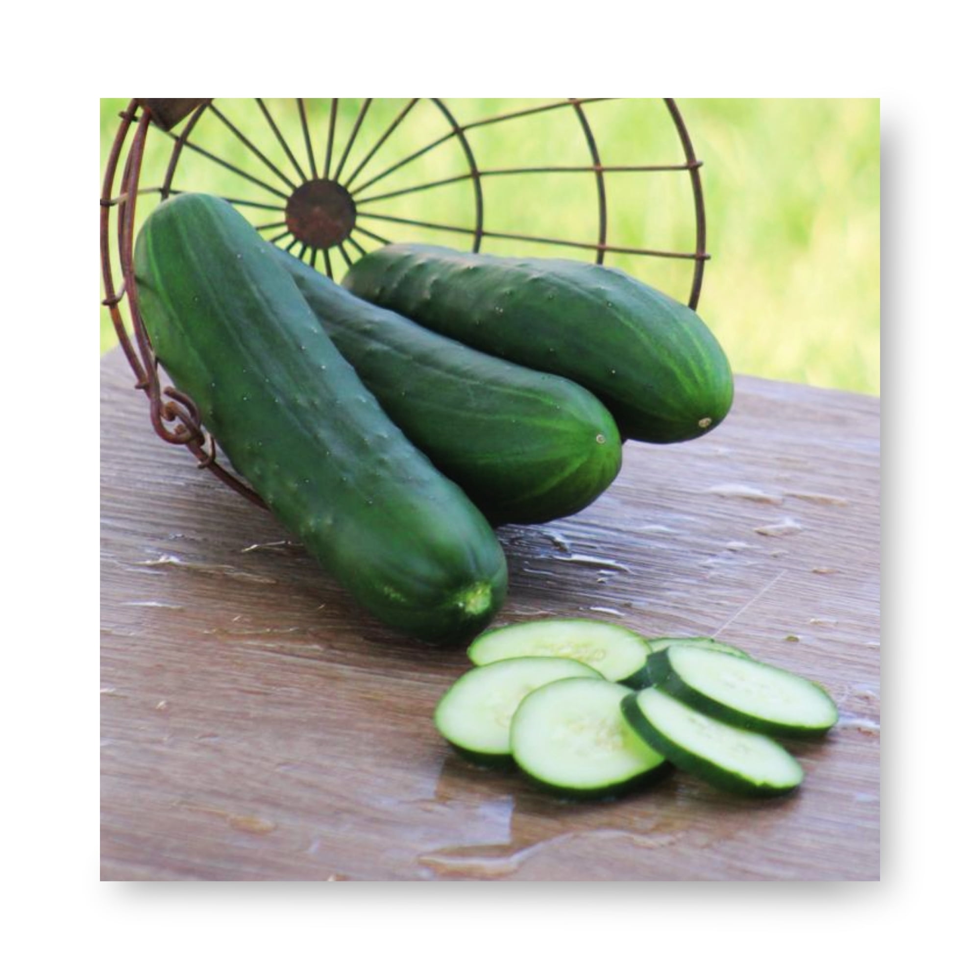 Harris Seeds Cucumber Raider Seed