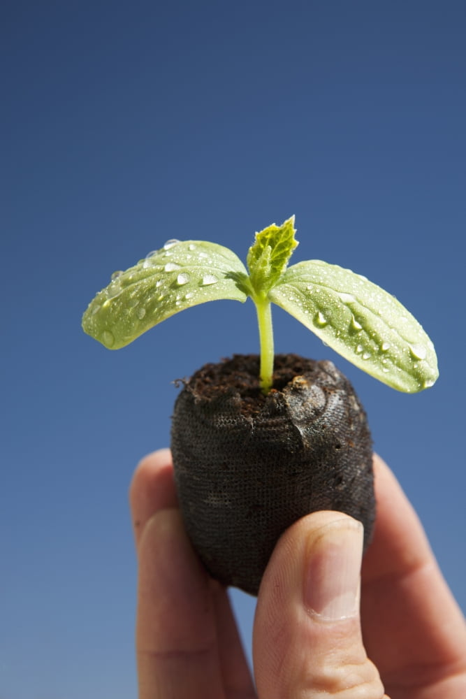 Cucumber Seedling With Water Droplets Held Up With Fingers And A Blue Sky Background Calgary Alberta Canada Canvas Art - Michael Interisano Design Pics (12 x 19)