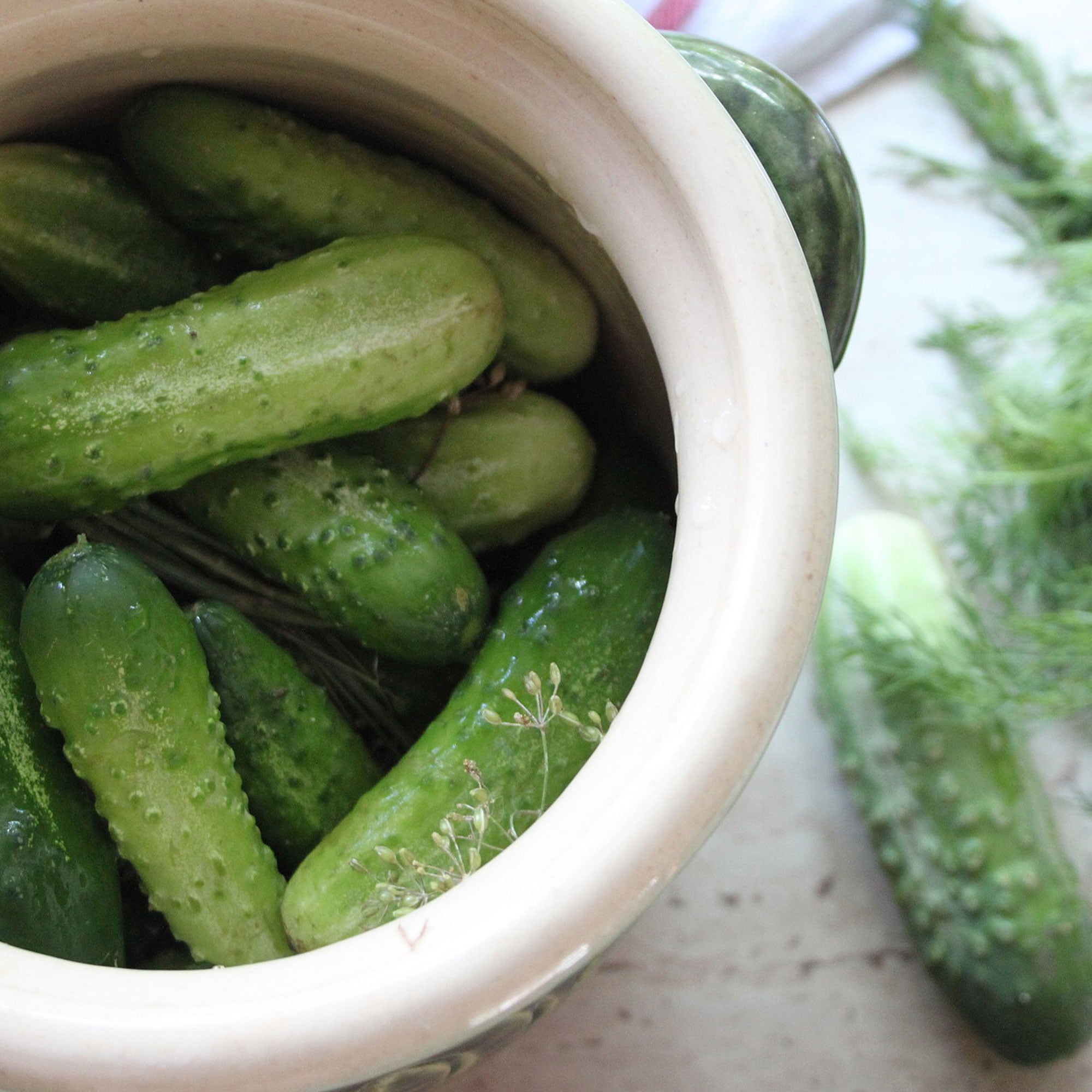 Cucumber Seeds - Burpless Bush Slicer F1 - 3 g Packet ~100
