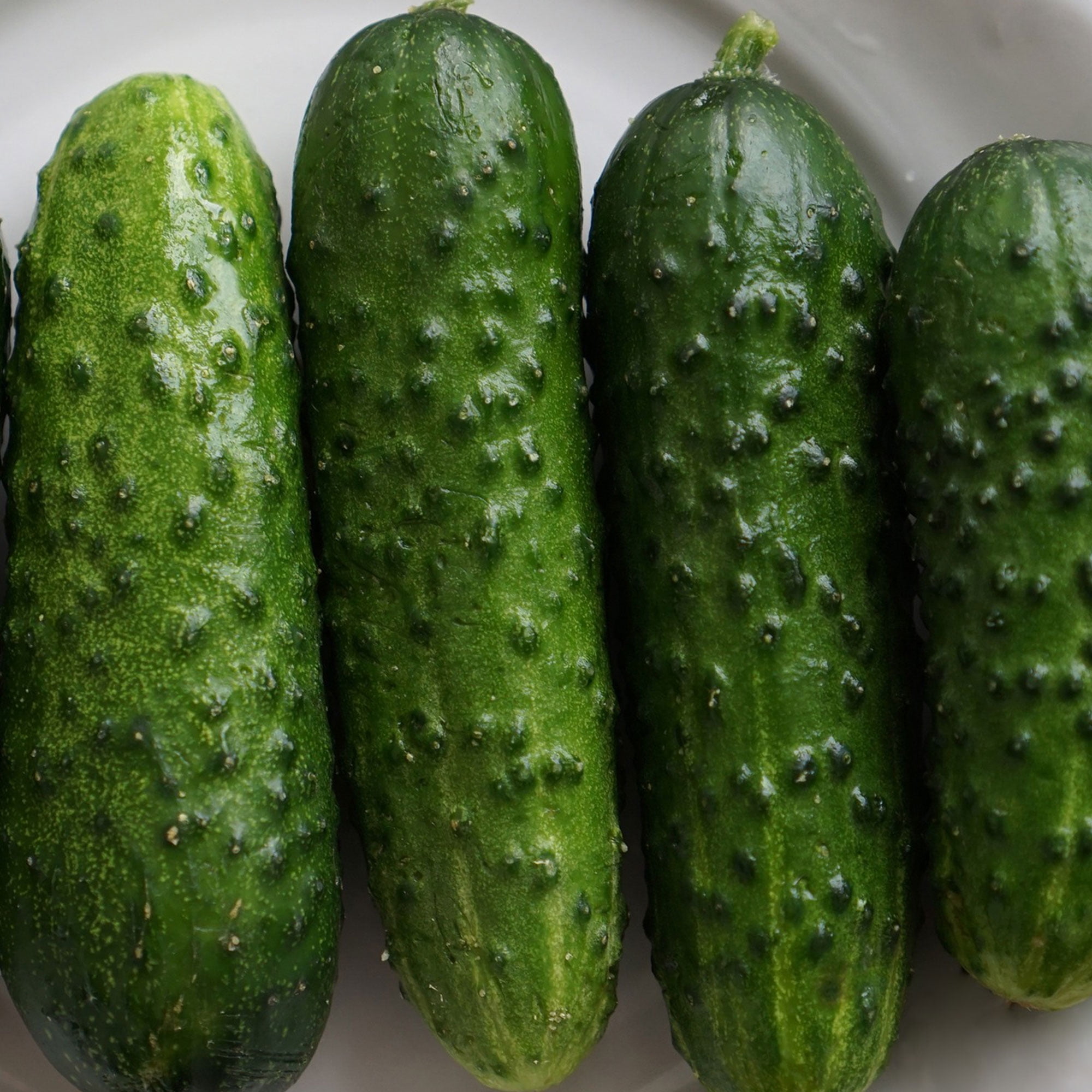 Mountain Valley Seed Company Calypso F1 Cucumber Seeds