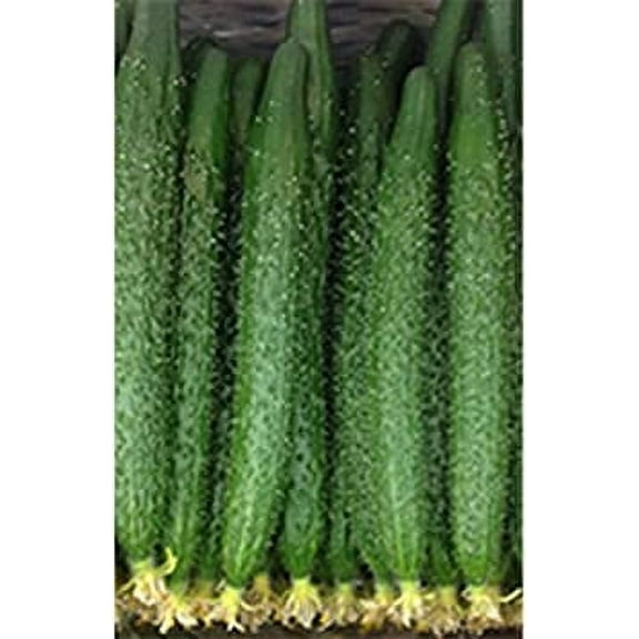 Cucumber Seeds - China Long - Hybrid - 1 Oz ~1100 Seeds - Non-GMO, F1 Hybrid - Asian Garden Vegetable