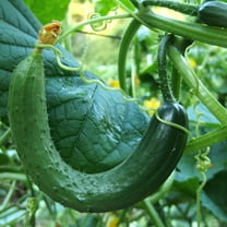 Cucumber Seeds - Chinese Snake Curved - 3 g Packet ~ 90 Seeds - Cucumis sativus - Farm & Garden Vegetable Seeds - Non-GMO, Heirloom, Open Pollinated, Annual