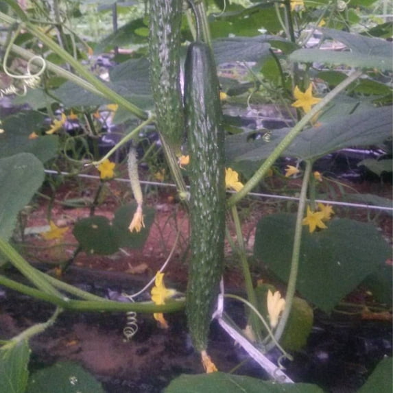 Cucumber Seeds - Dragon Suhyo Cross - Hybrid - 1 Lb ~17600 Seeds - Non-GMO, F1 Hybrid - Asian Garden Vegetable