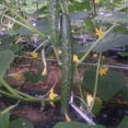 thumbnail image 1 of Cucumber Seeds - Dragon Suhyo Cross - Hybrid - 500 Mg Packet ~20 Seeds - Non-GMO, F1 Hybrid - Asian Garden Vegetable, 1 of 7