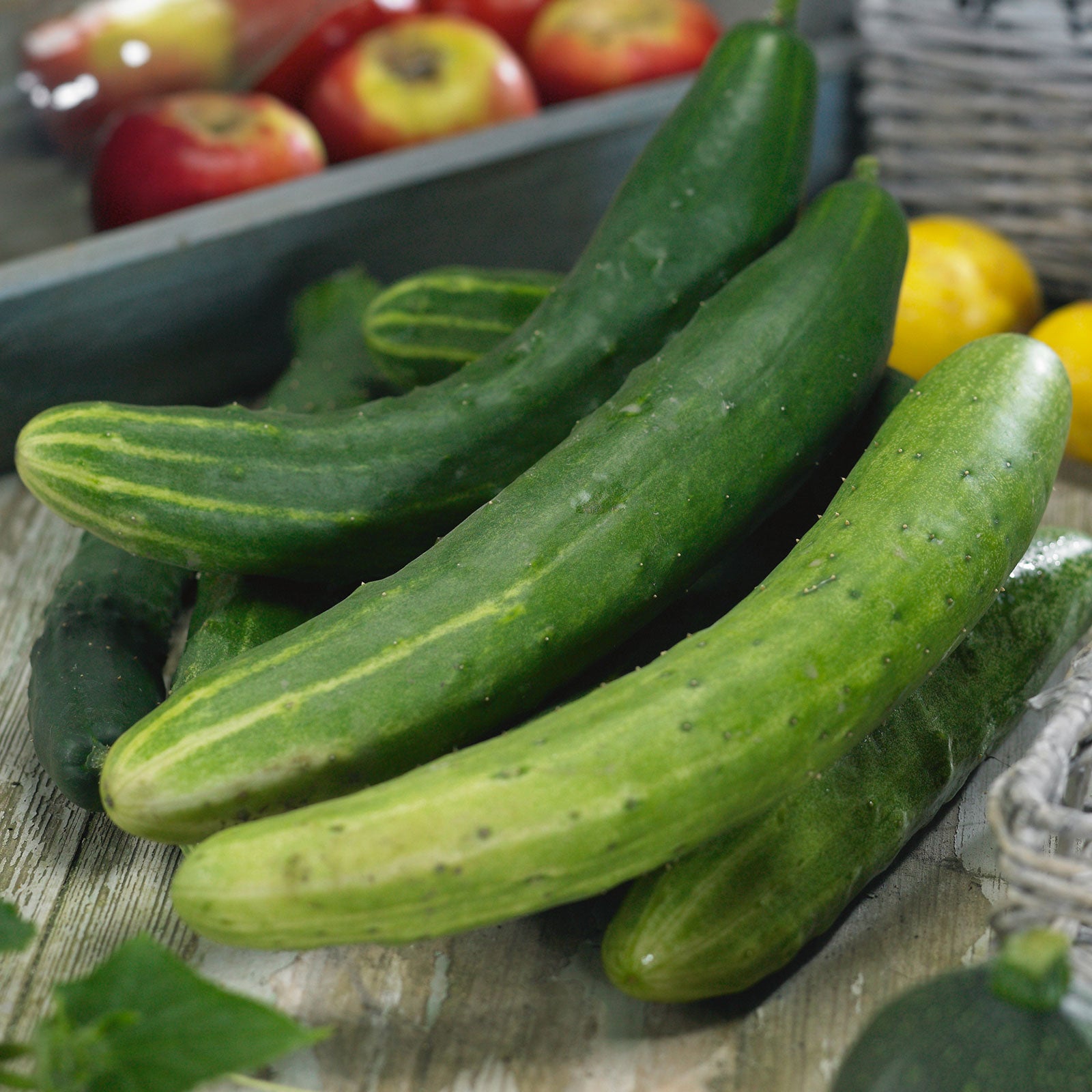 Cucumber Seeds Garden Sweet Burpless 1 Ounce Vegetable Seeds