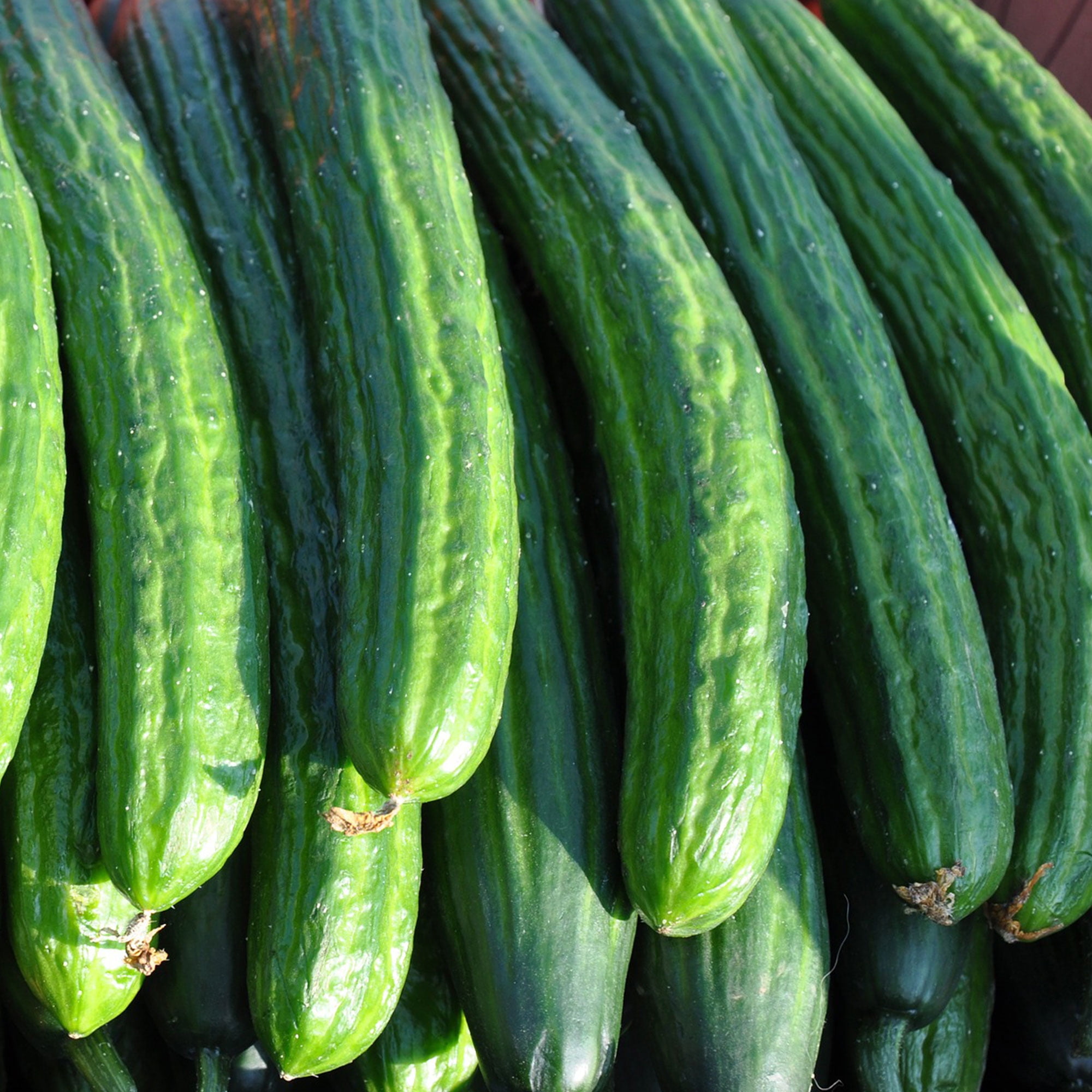 Cucumber Seeds - Greenhouse Long Burpless F1 - 1 Oz ~950 Seeds - Cucumis sativus - Farm & Garden Vegetable Seeds - Non-GMO, Hybrid, Annual
