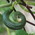 thumbnail image 1 of Cucumber Seeds - Metki Dark Green Armenian - 1 Lb ~15,200 Seeds - Cucumis sativus - Farm & Garden Vegetable Seeds - Non-GMO, Heirloom, Open Pollinated, Annual, 1 of 8