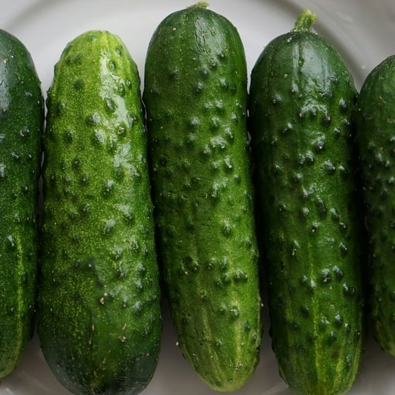 Cucumber Seeds - Pioneer F1 - 3 g Packet ~90 Seeds - Cucumis sativus - Farm & Garden Vegetable Seeds - Non-GMO, Hybrid, Annual