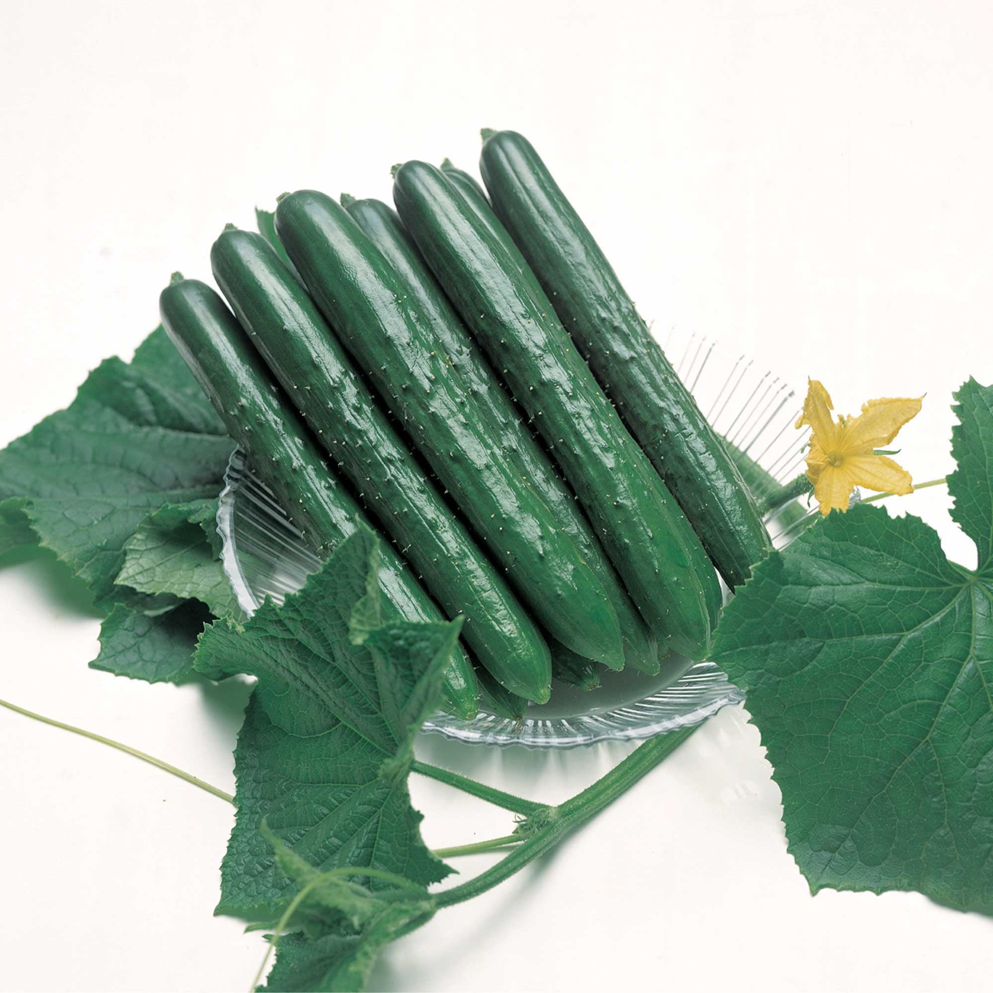 Cucumber Seeds - Summer Top - Hybrid - 4 Oz ~4400 Seeds - Non-GMO, F1 Hybrid - Asian Garden Vegetable