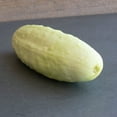 thumbnail image 1 of Cucumber Seeds - White Wonder - 1 Oz ~950 Seeds - Cucumis sativus - Farm & Garden Vegetable Seeds - Non-GMO, Heirloom, Open Pollinated, Annual, 1 of 2
