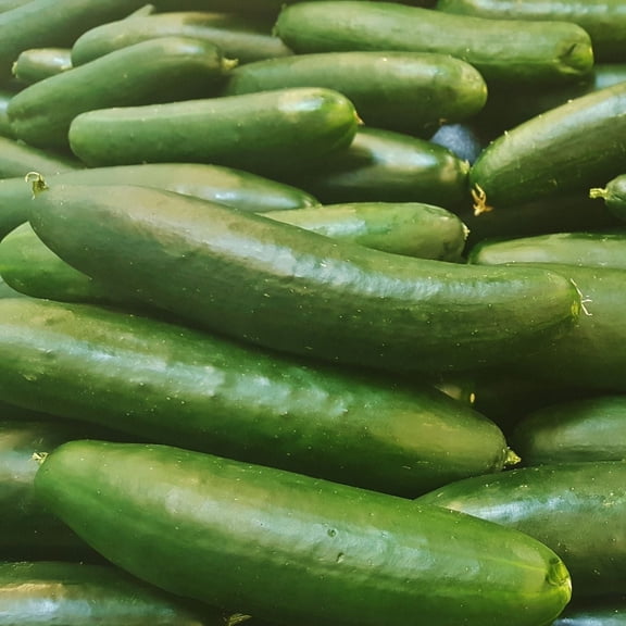 Slice More Cucumber Plants, 2 Live Burpless Slicing Plants in 4 in Pots, Non-GMO