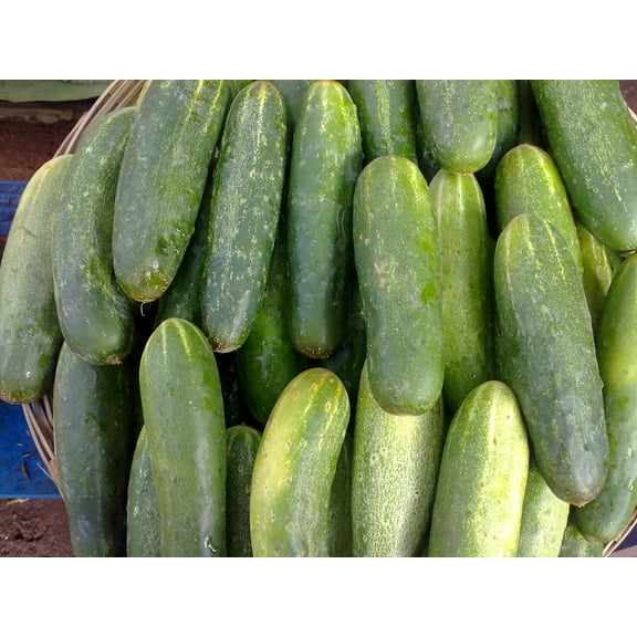 Cucumber Spacemaster Great Heirloom Vegetable by Seed Kingdom 2,000 Seeds
