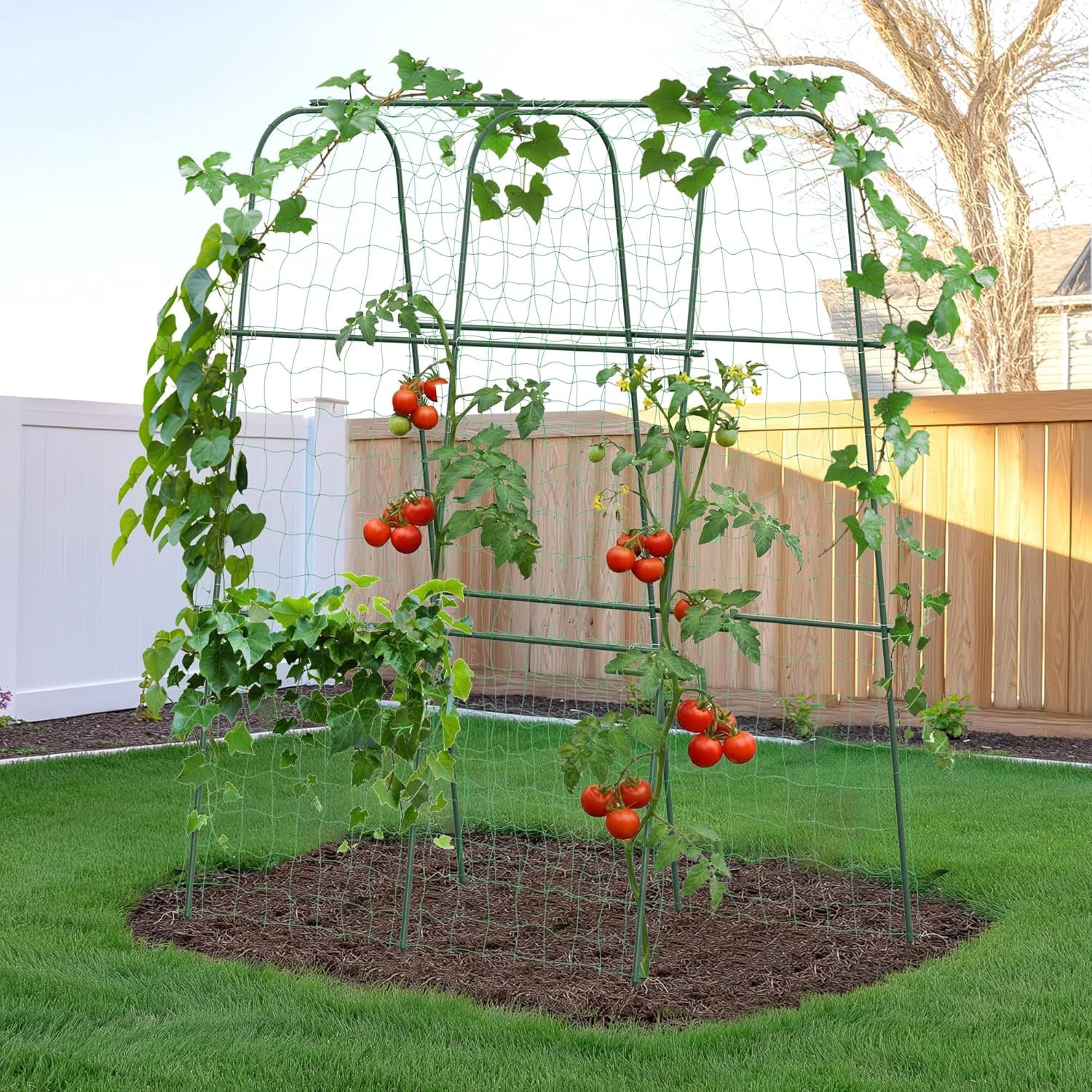 Cucumber Trellis for Climbing Plants Outdoor, 5.25ft Tall Heavy Duty Metal Garden Arch Trellis, Rustproof Plant Support Tunnel for Tomato, Grape, Bean, Raised Bed and Vegetable Gardens, Green