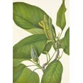 thumbnail image 1 of Cucumbertree. Magnolia acuminata (1925) Poster Print by Mary Vaux Walcott (24 x 36), 1 of 1