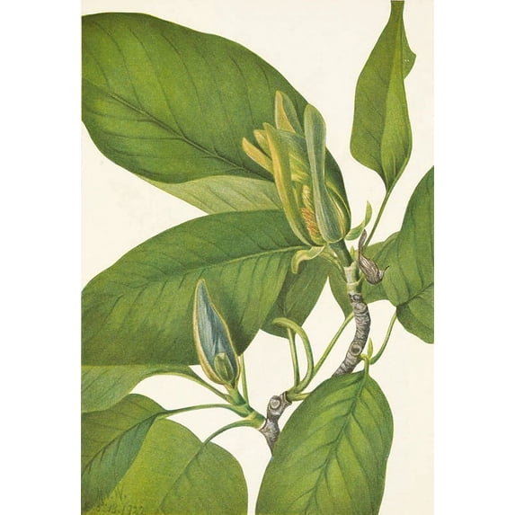 Cucumbertree. Magnolia acuminata (1925) Poster Print by Mary Vaux Walcott (24 x 36)