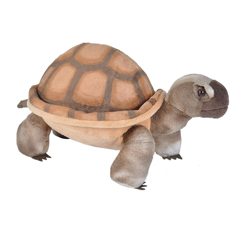 Teddy tortoise hotsell