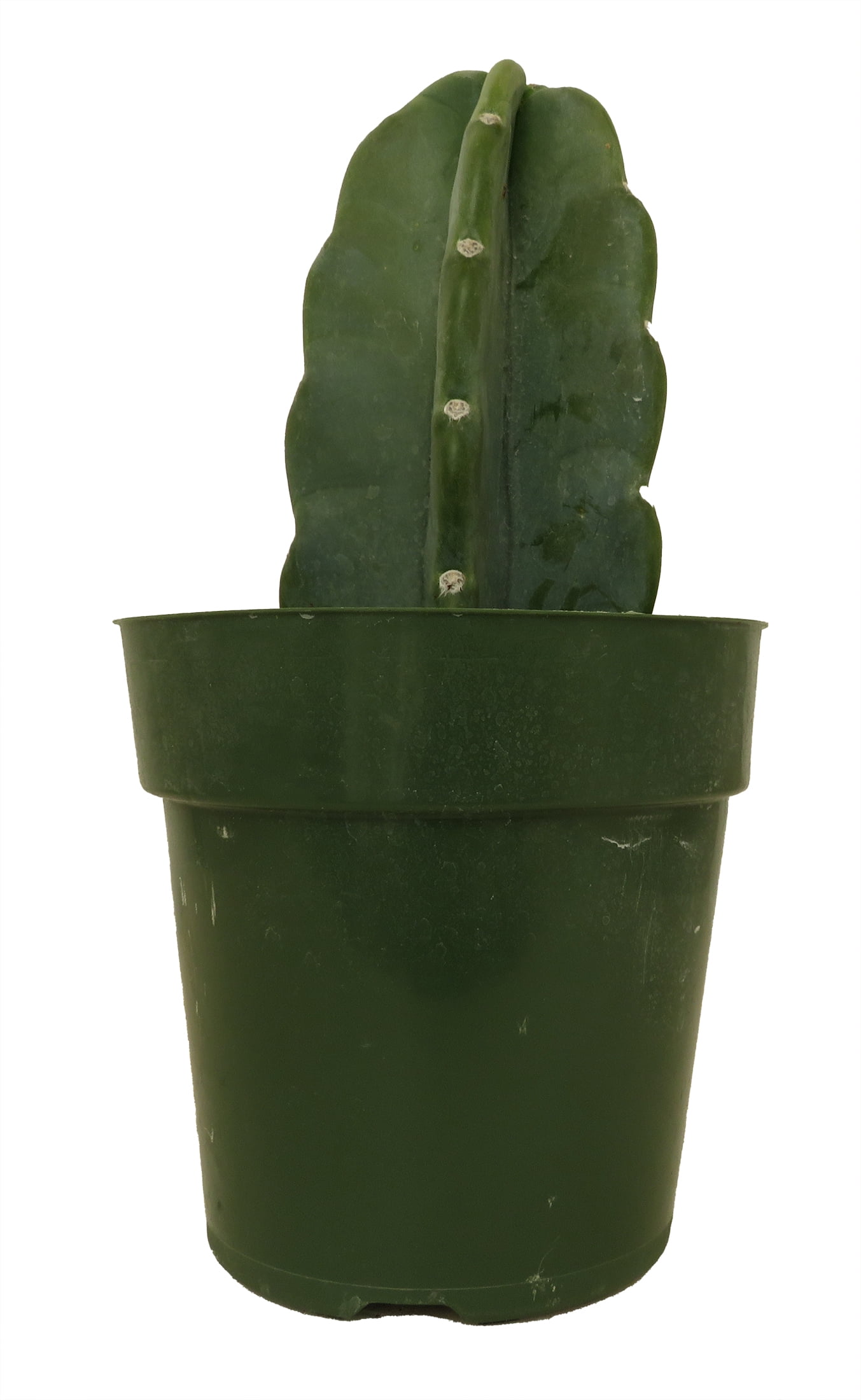 Cuddly Cactus - Cereus Jamacaru - 6" Pot - Walmart.com