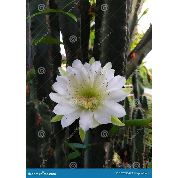 Cuddly Cactus-Cereus jamacaru-Unique cactus for your garden 6" Pot