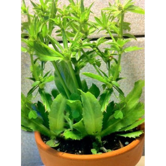 Culantro Herb (Eryngium foetidum) MMF7 recao latin cuisine spice seed