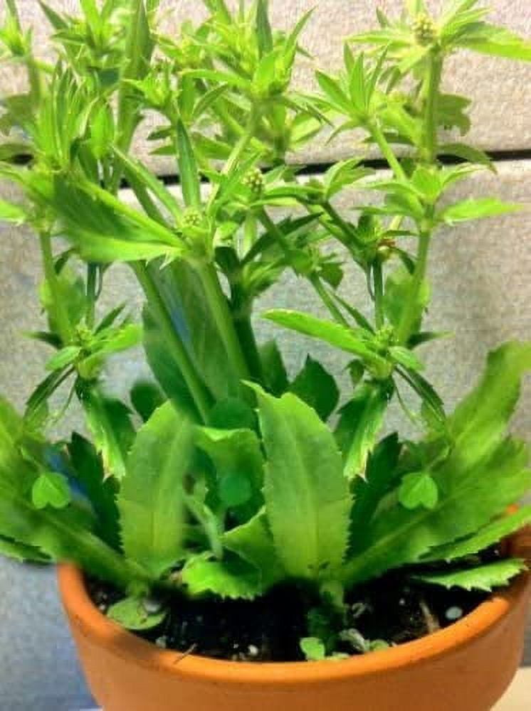 Culantro Herb (Eryngium foetidum) Recao Latin Cuisine Spice Seed