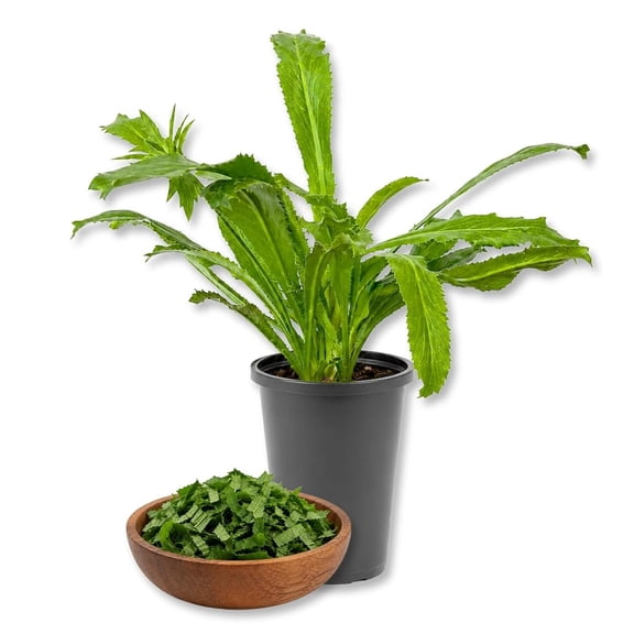 Culantro Plant - 1 Live Plant in a 4 Inch Growers Pot - Eryngium Foetidum - Compact Serrated Tropical Culinary Foliage