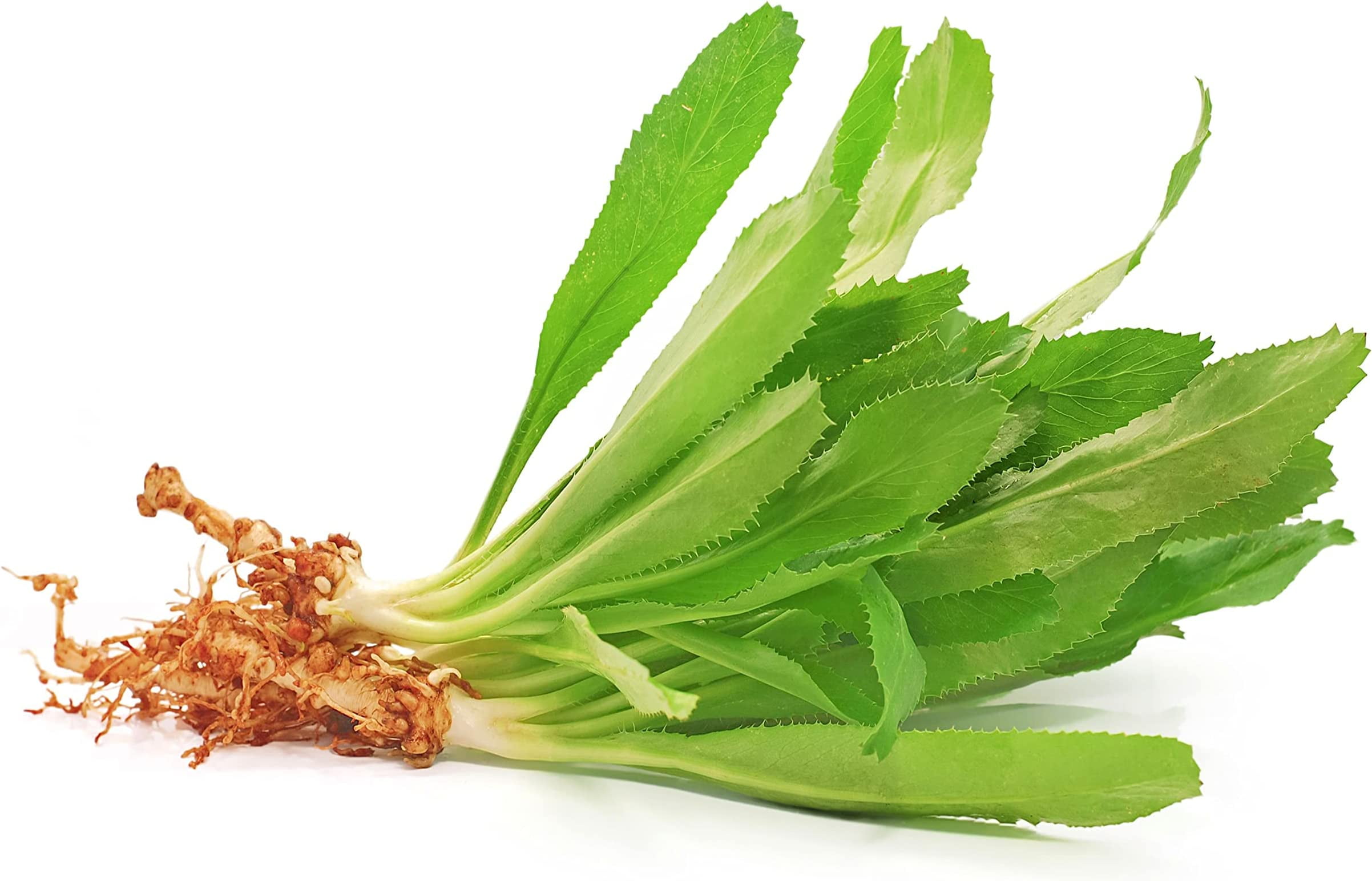 Culantro Seeds for Planting (Eryngium foetidum) - Non-GMO & Untreated - NOT  Cilantro Seeds (1,000 Seeds)