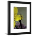 thumbnail image 1 of Culex Pipiens Common House Mosquito  on a Flower, Animals Botanical Framed Art Print Wall Art by Paul Starosta Sold by Art.Com, 1 of 6