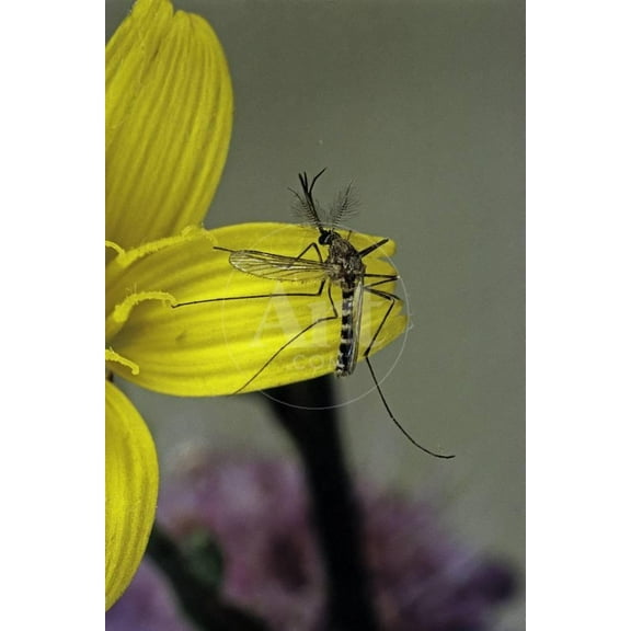 Culex Pipiens Common House Mosquito  on a Flower, Animals Botanical Unframed Photographic Print Wall Art by Paul Starosta Sold by ArtCom