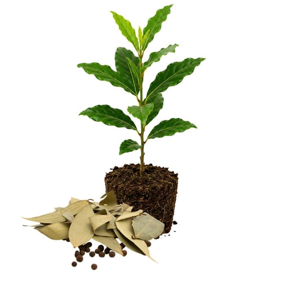 Culinary Bay Laurel Live Plant, Beginner-Friendly Herb Garden, Patio Container Plant (4-Inch)