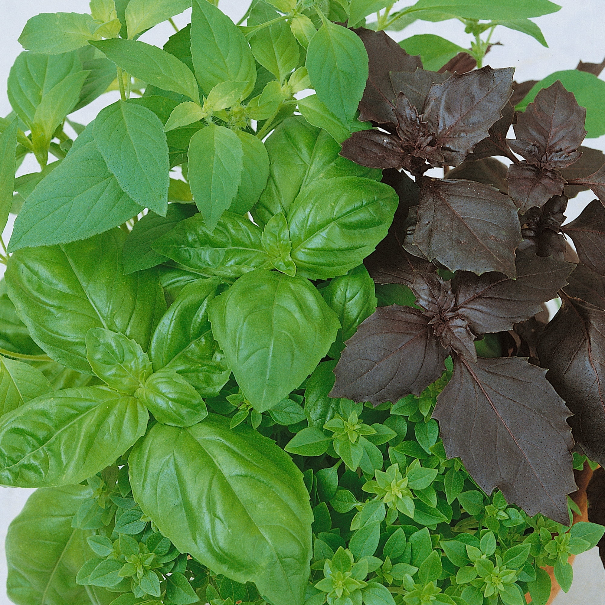 Culinary Blend Basil Seeds - 1 Oz ~19000 Seeds - Non-GMO - Growing Microgreens, Herb Garden - Ocimum basilicum